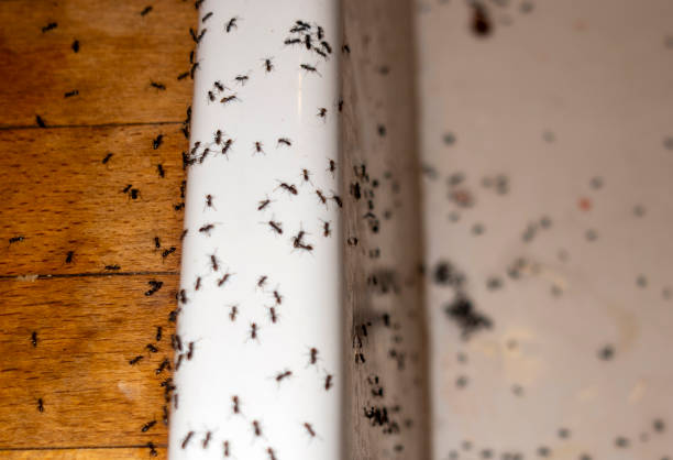 Best Termite Control Services  in Pho, IL
