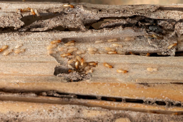 Best Mosquito Control Services  in Pho, IL